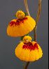 <em>Calceolaria hybrid</em>